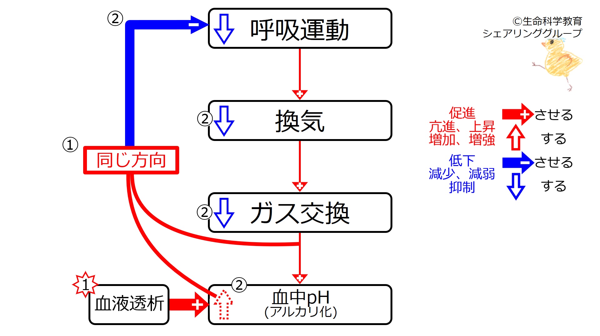 呼吸調節（準6級）/呼吸/呼吸調節/反射・反応/化学受容器刺激