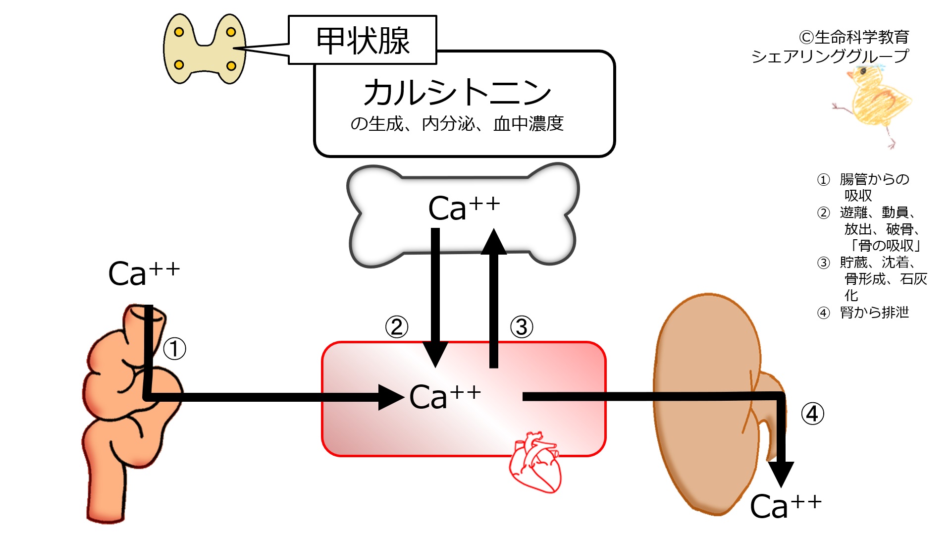 Calcitonin-base.jpg