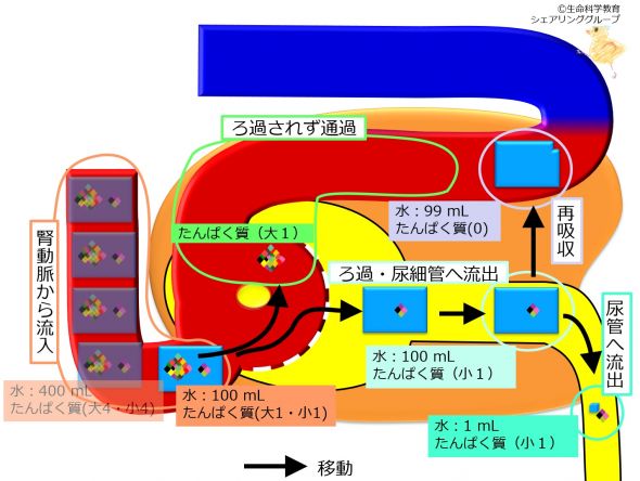 ./images/590px-糸球体腎炎.jpg
