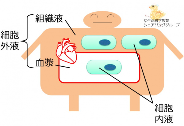 小動物臨床における輸液療法 体液・電解質・酸-塩基の障害 Yahoo!オークション -「体液電解質異常と輸液」(本、雑誌) の