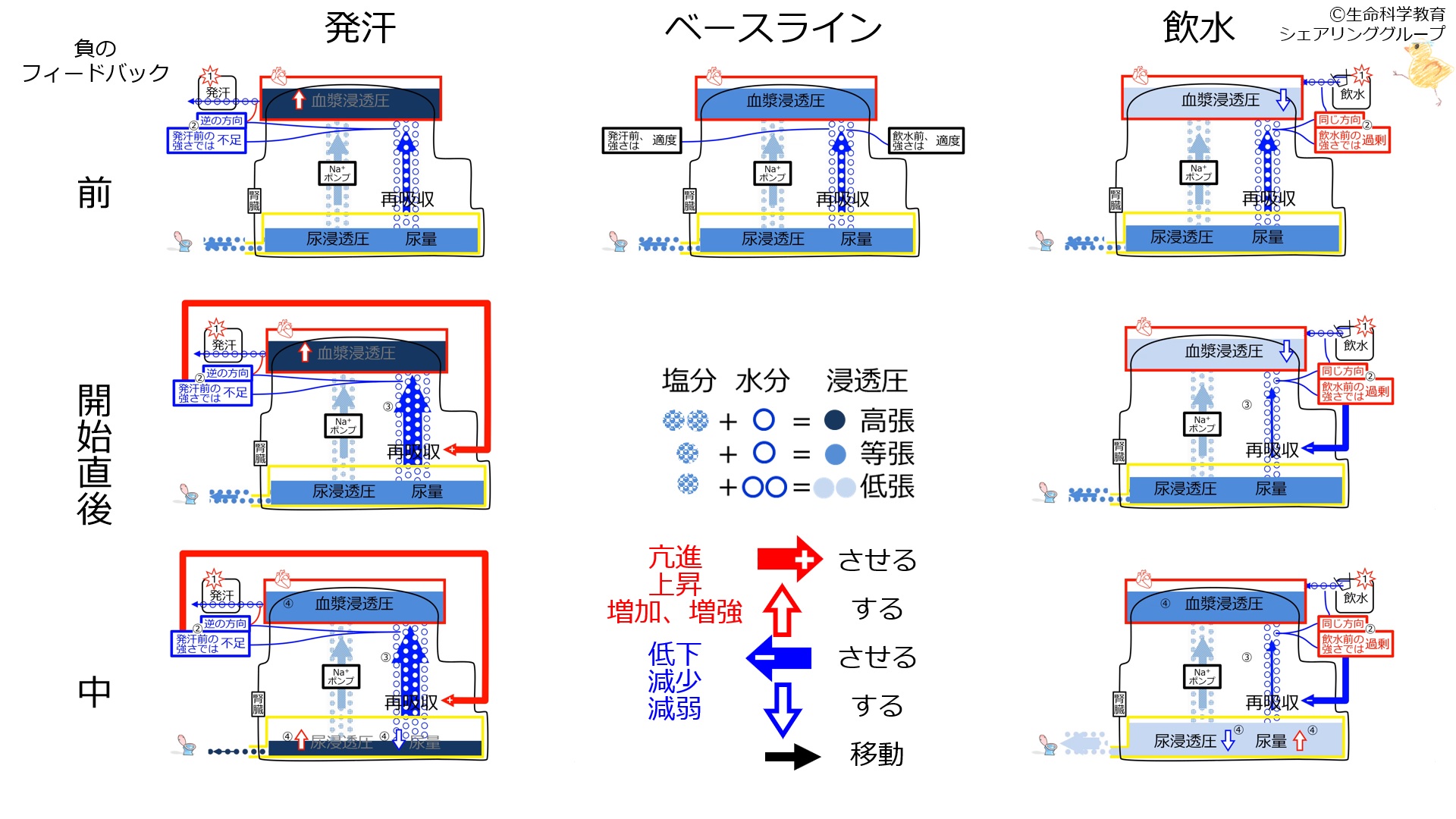 ReabsorptionControlSummary-2020.jpg