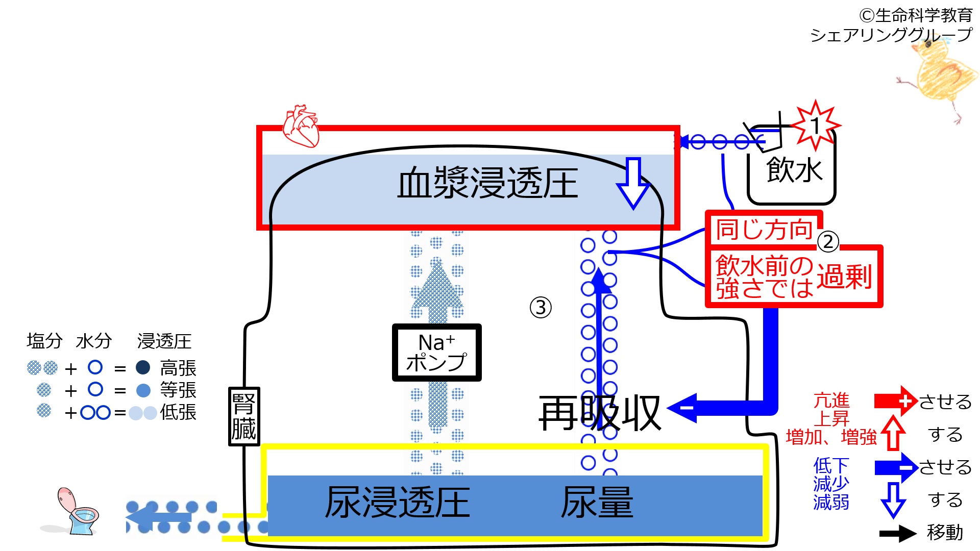 ReabsorptionControlStartAfterWater-Jpn-2020.jpg