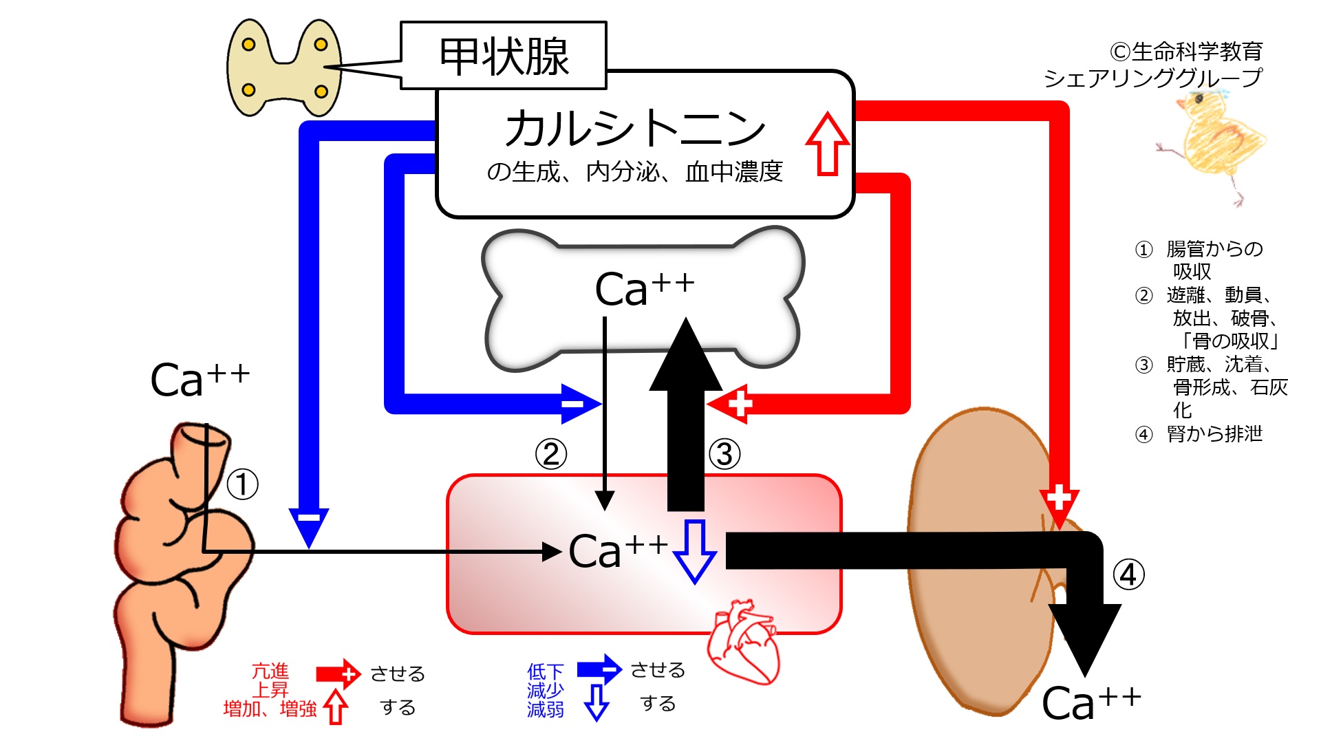 適切な量のリンを摂取する方法