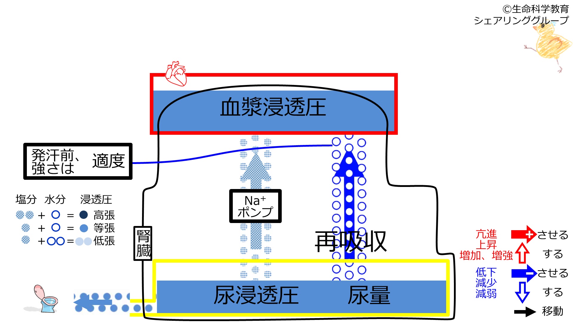 ReabsorptionbeforeSweating-Jpn-2020.jpg