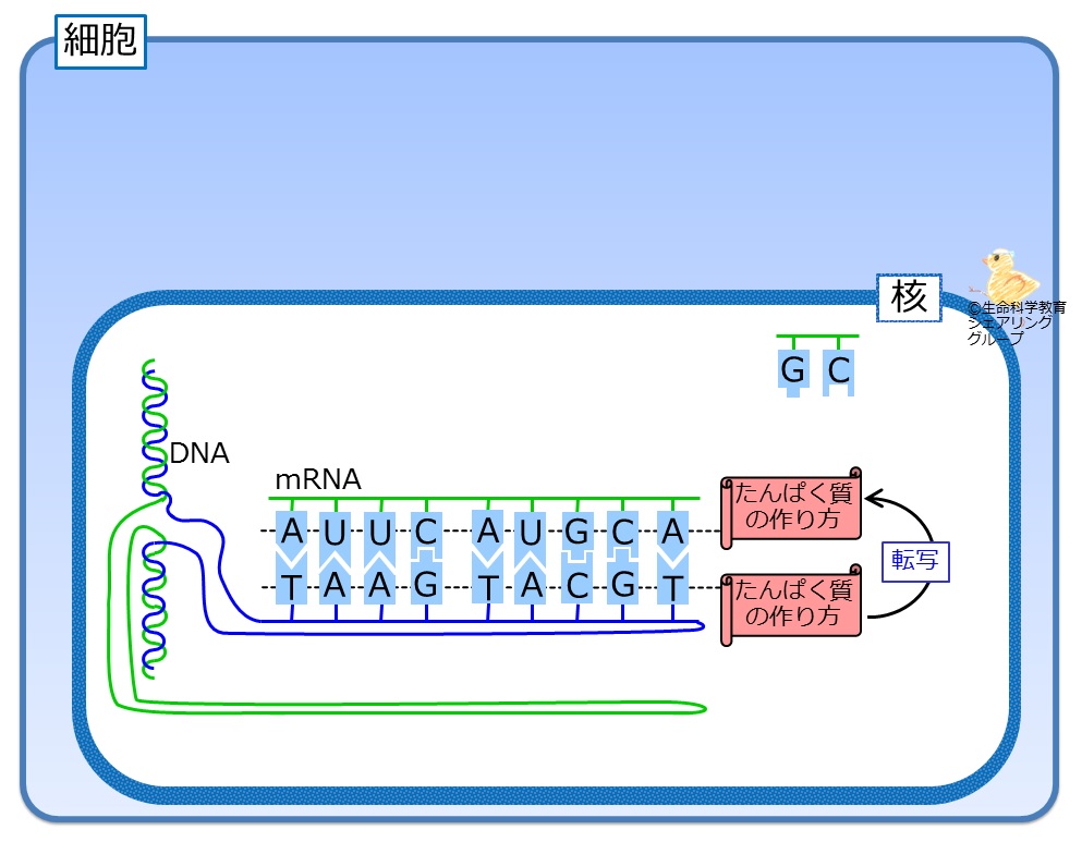 mRNAへの転写.jpg