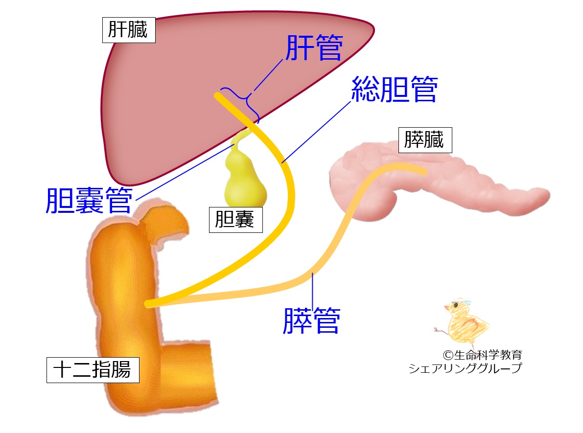 ファイル:肝胆膵の管.jpg