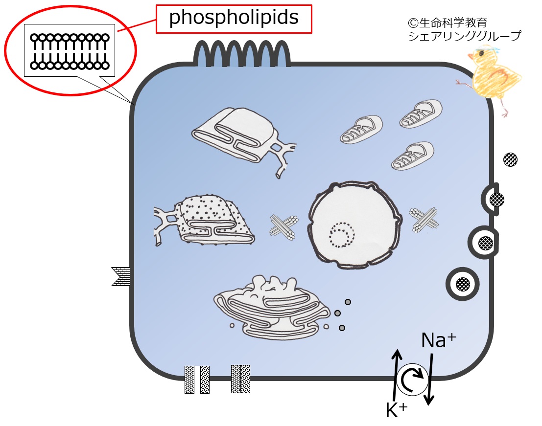 Cell/membrane/structure 一歩一歩
