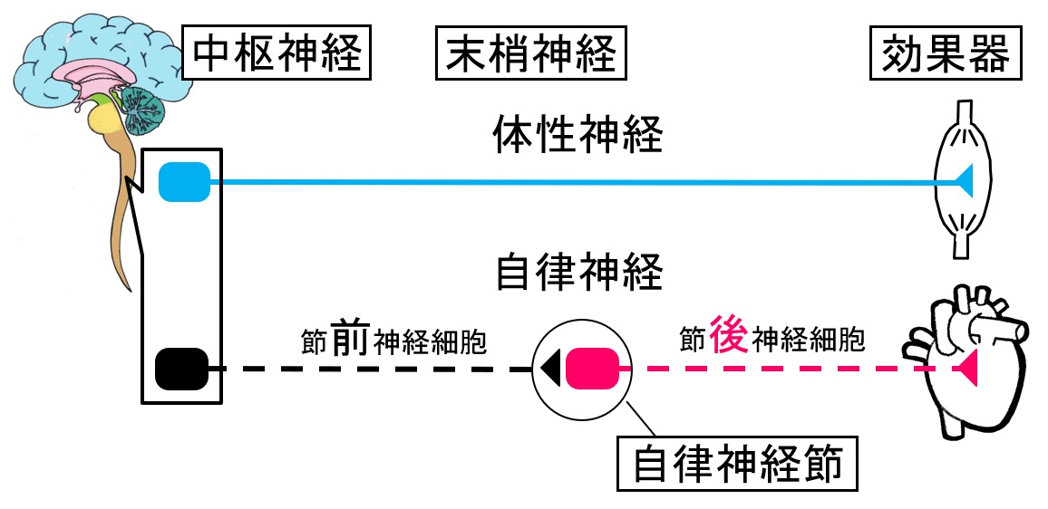 神経節嚢胞はどのように診断されますか?