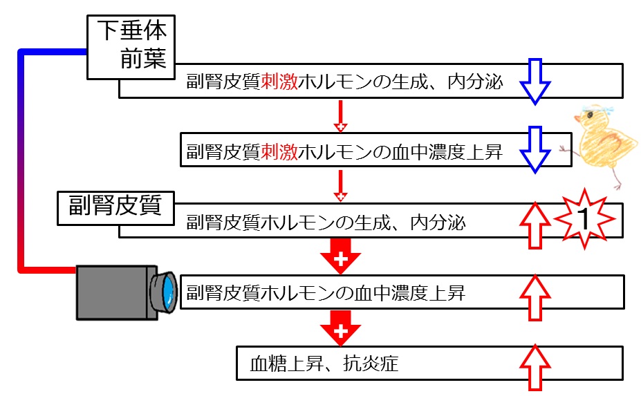 医師に相談してください