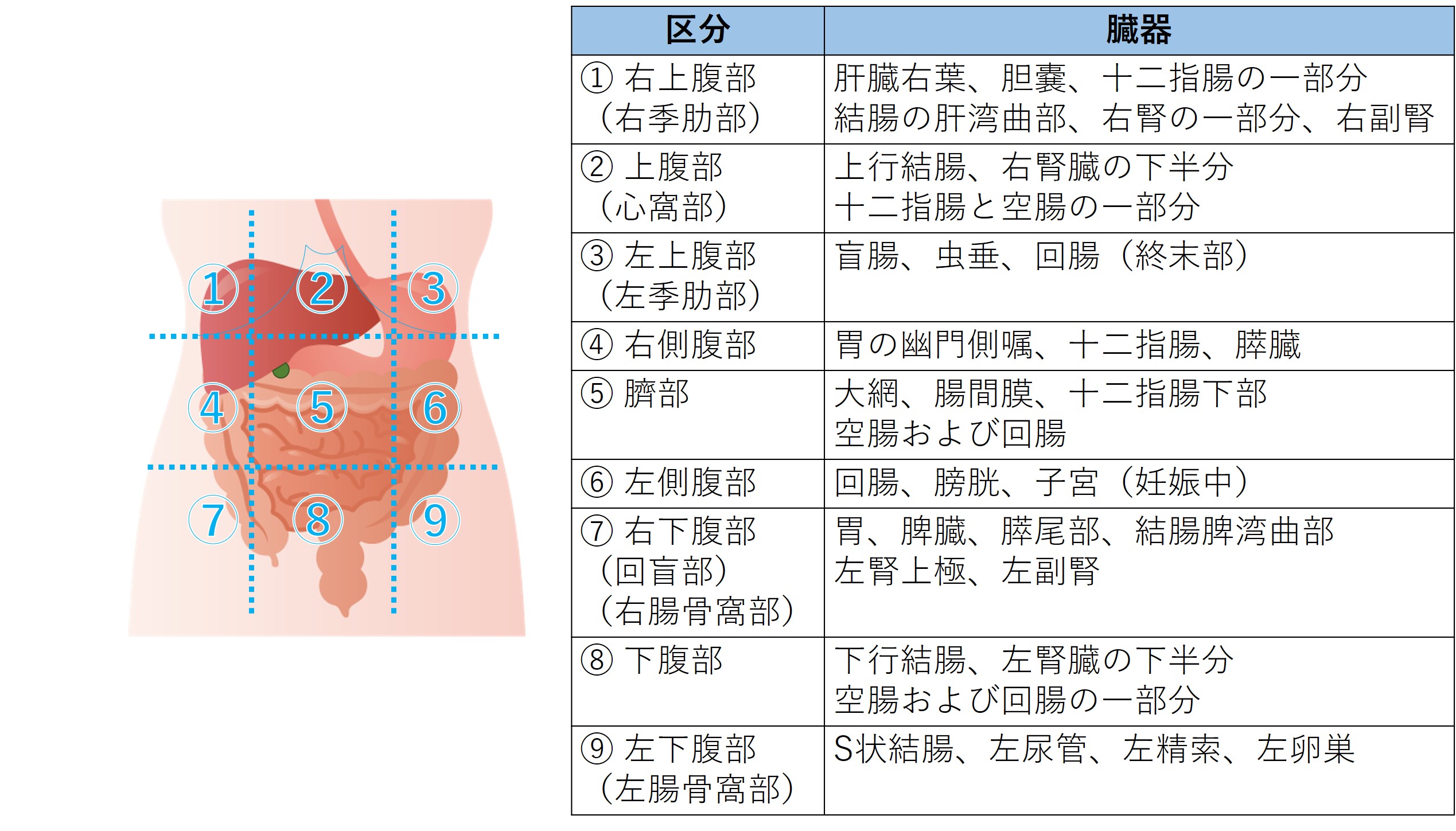 養護教諭／腹部／触診①：浅い触診・深い触診 - 一歩一歩