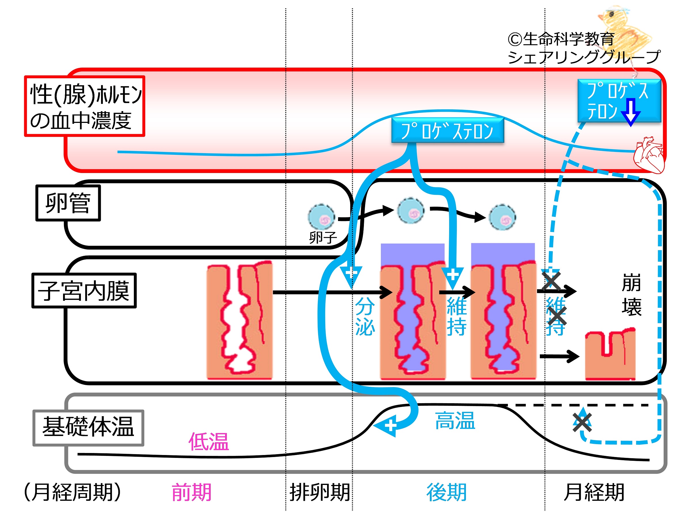 プロゲステロンは何をするのですか？