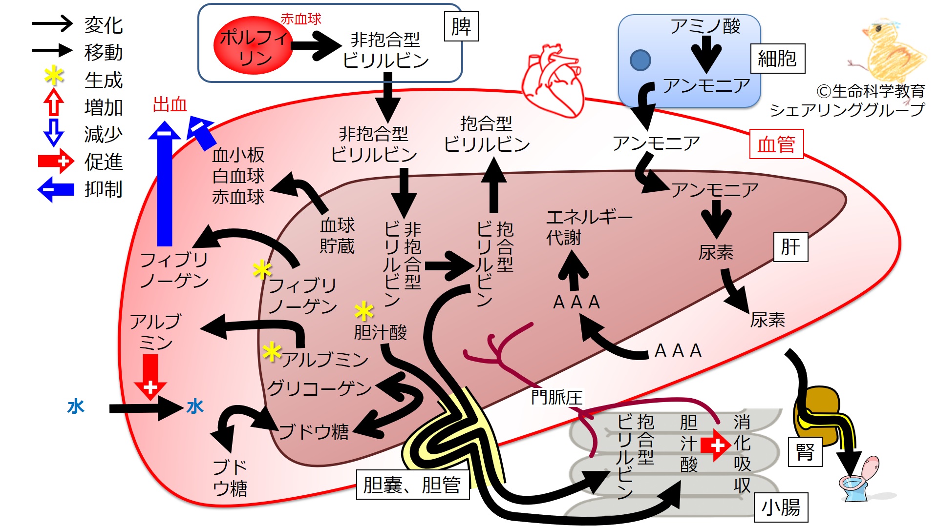 消化器系/肝臓/肝機能/肝機能のまとめ - 一歩一歩学ぶ生命科学