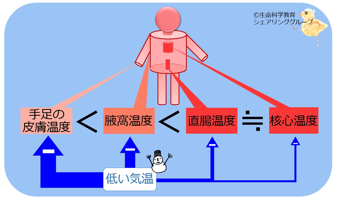 概論/体温/体温の部位、時間、活動による差/部位による差 - 一歩一歩