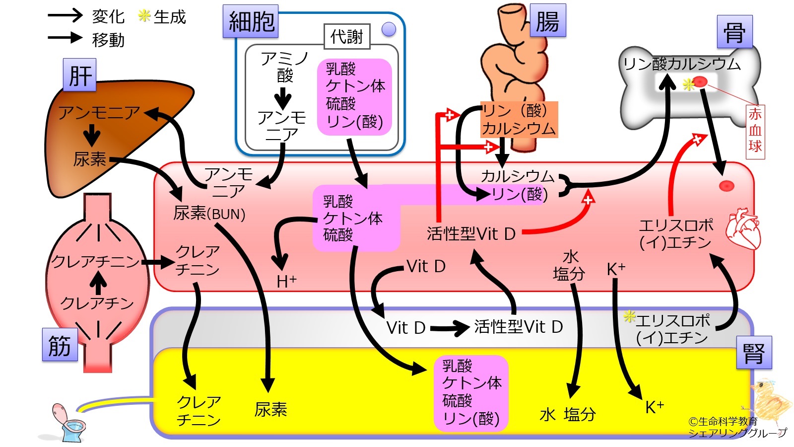 末期腎不全になった人の今後の見通しはどうなりますか?
