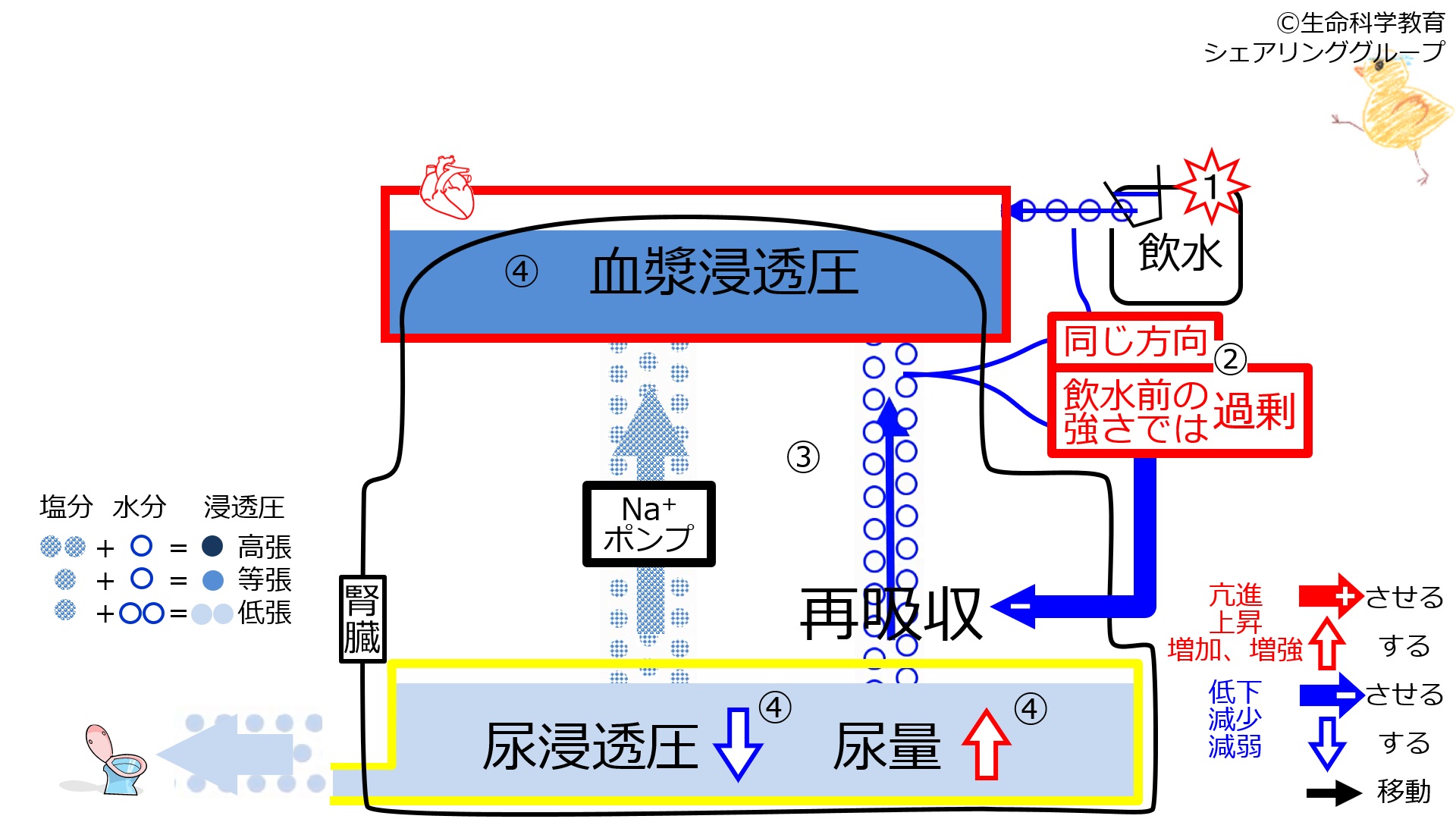 ReabsorptionDuringControlAfterWater-Jpn-2020.jpg