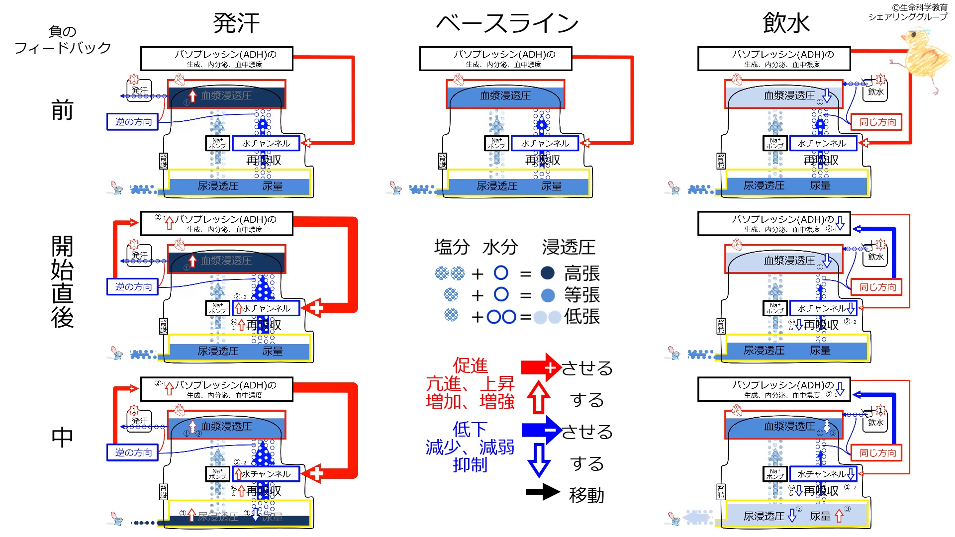 ADHControlSummaryJpn-2020.jpg