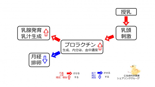 プロラクチン作用２.jpg