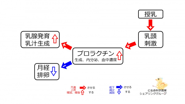 プロラクチン作用２.jpg