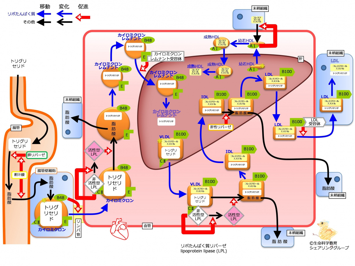 LipoProteinSummaryWithApoFlipped.jpg