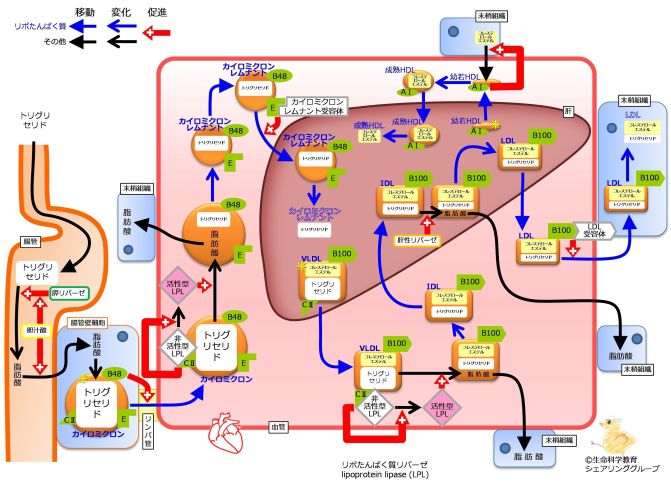 /wiki/images/thumb/0/02/LipoProteinSummaryWithApoFlipped.jpg/671px-LipoProteinSummaryWithApoFlipped.jpg