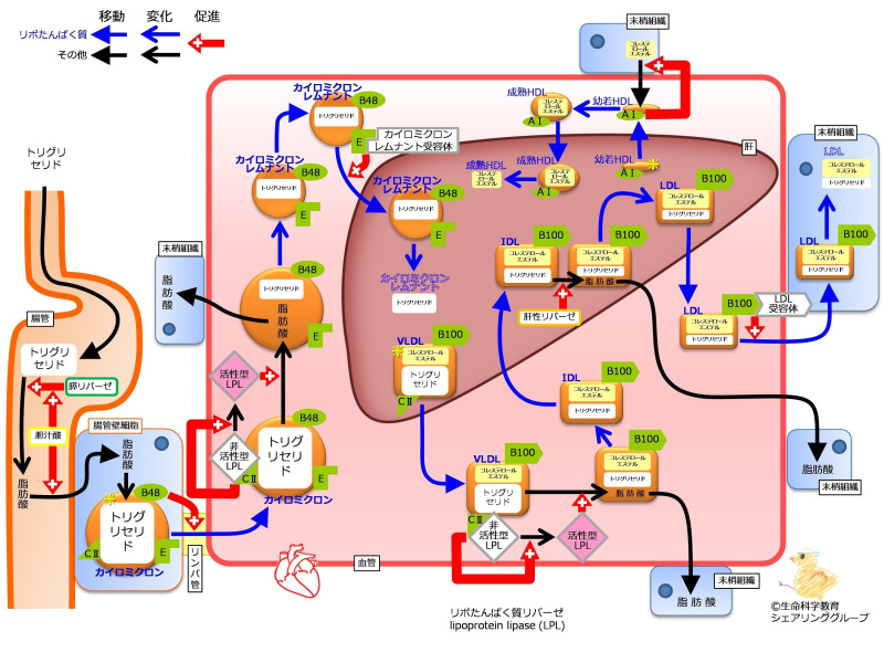 ファイル:LipoProteinSummaryWithApoFlipped.jpg