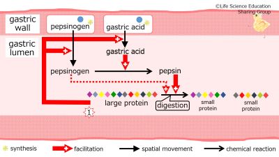 /wiki/images/thumb/0/02/StomachPepsinogenBasic-Eng.jpg/400px-StomachPepsinogenBasic-Eng.jpg