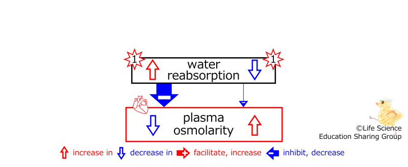 ファイル:WaterReabsorptioneffectSummaryBasic-ENG.jpg