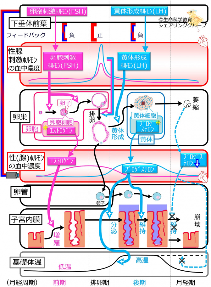 月経周期 まとめ.jpg