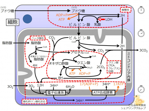 エネルギー代謝 全体像まとめ.jpg