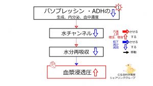 /wiki/images/thumb/0/07/DecreasedADHbasic-JPN.jpg/300px-DecreasedADHbasic-JPN.jpg