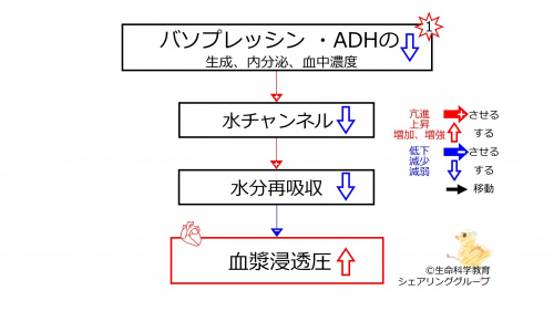 DecreasedADHbasic-JPN.jpg