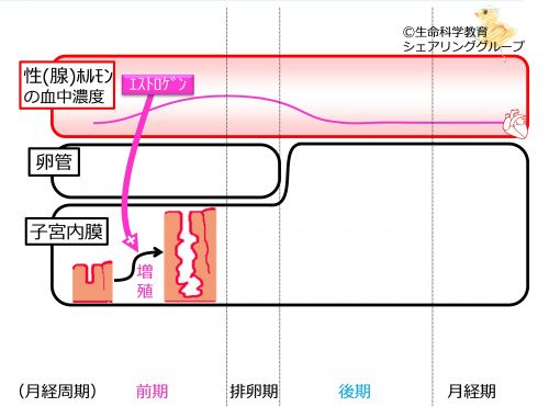 エストロゲン2.jpg