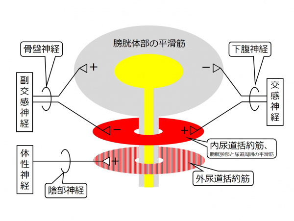 Bladder-innervation-introsummary.jpg