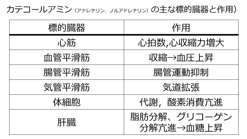 ファイル:CatecholamineEffectsBasic-Jpn.jpg