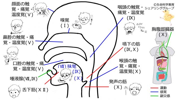 Cranial-summary-sideflipped.jpg