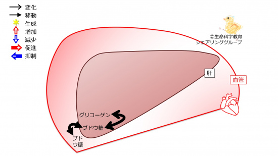 Liverglycogen1.jpg