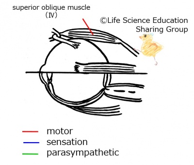 Cranial04E.jpg