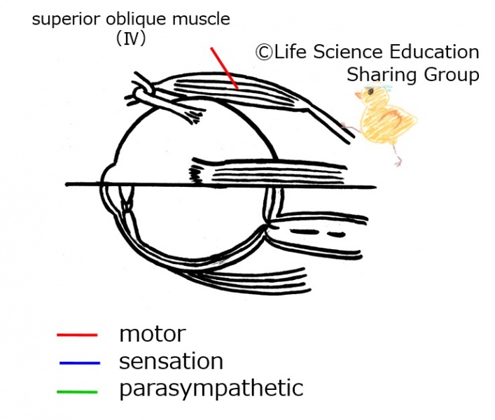 ファイル:Cranial04E.jpg
