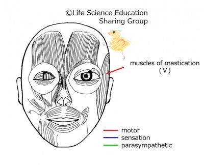 Cranial05E 3.jpg