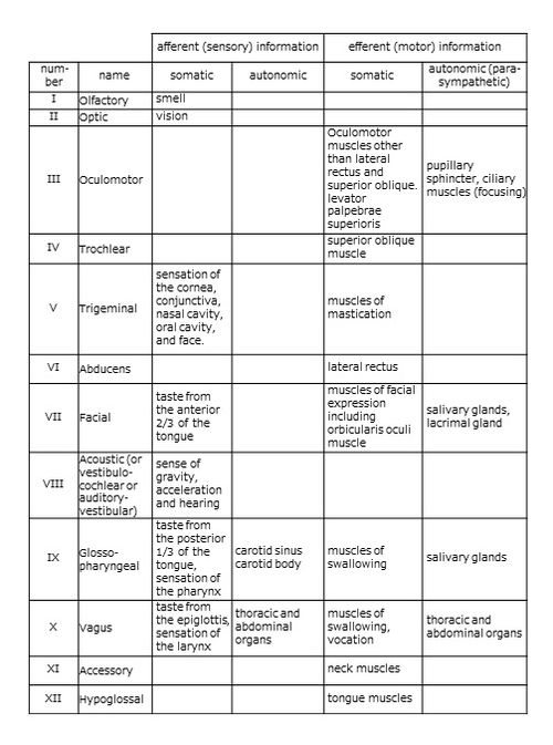 Cranial nerves.jpg