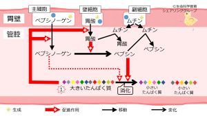 /wiki/images/thumb/1/11/Stomach_pepsinogen.jpg/300px-Stomach_pepsinogen.jpg