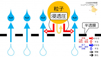 OsmosisIntroSummary-Jpn.jpg