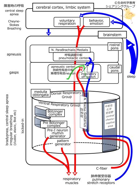 ファイル:RespiratoryControlOverview.jpg