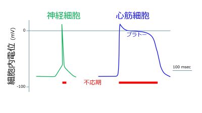 /wiki/images/thumb/1/17/ActionPotentialNerveHeartCell-basic-Jpn.jpg/400px-ActionPotentialNerveHeartCell-basic-Jpn.jpg