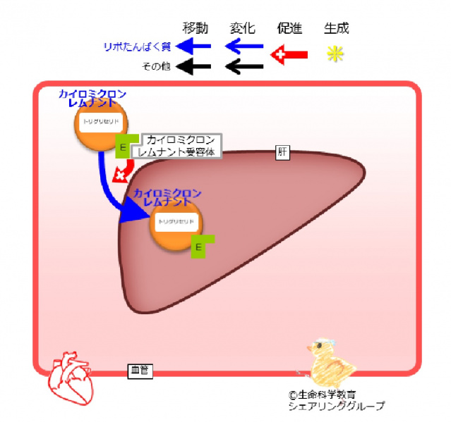 ファイル:アポリポたんぱく質E.jpg