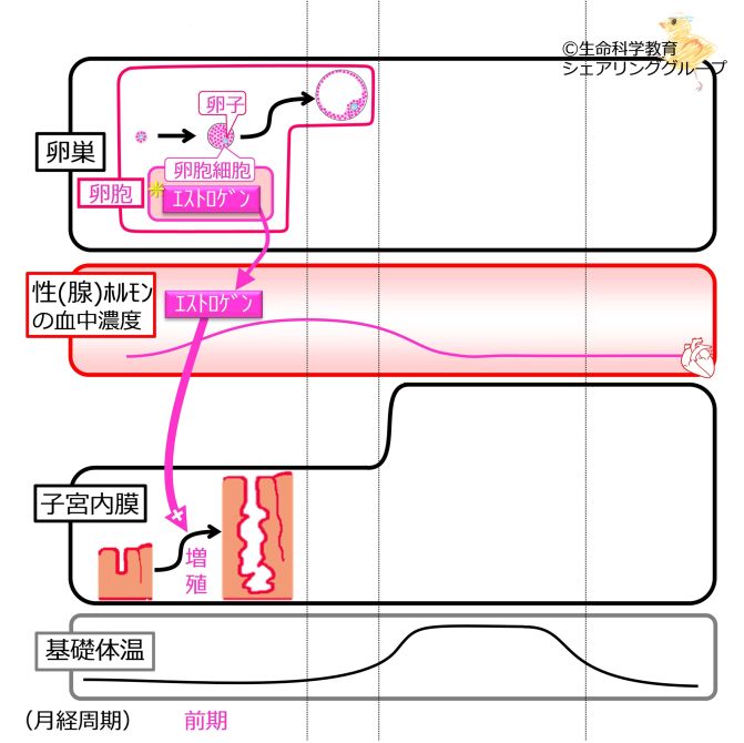 MenstrualCycleFollicleOvaryCells basic Jpn.jpg