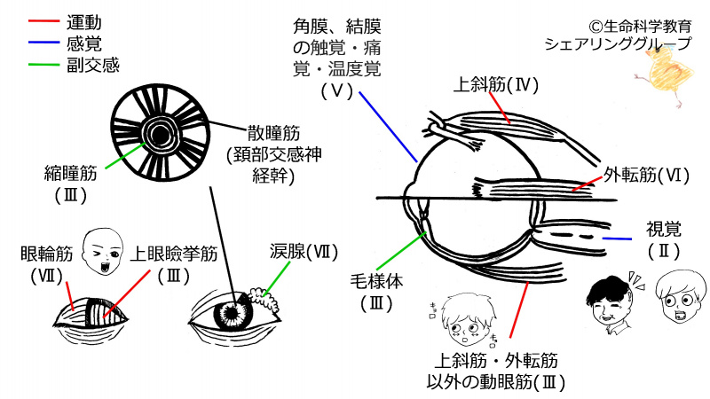 ファイル:Cranial-summary-eyes-flipped.jpg