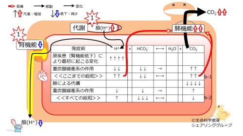 Metabolic-acidosis-compensation.jpg