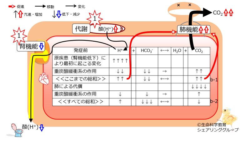 ファイル:Metabolic-acidosis-compensation.jpg