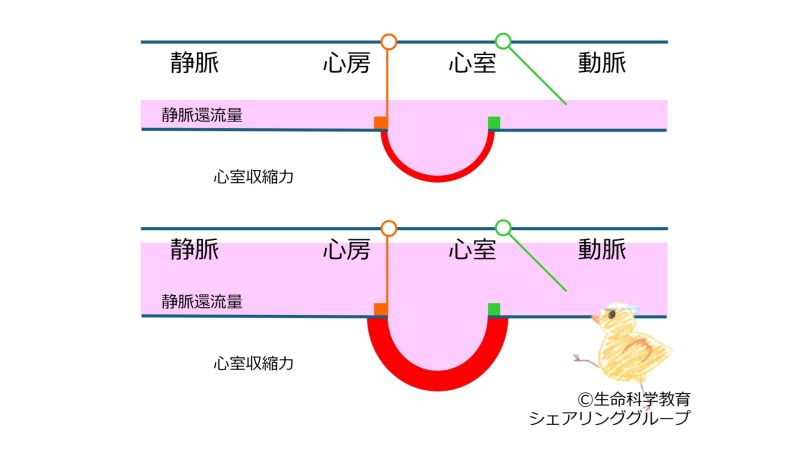 ファイル:Heart-StarlingLaw-basic-Jpn-wb.jpg
